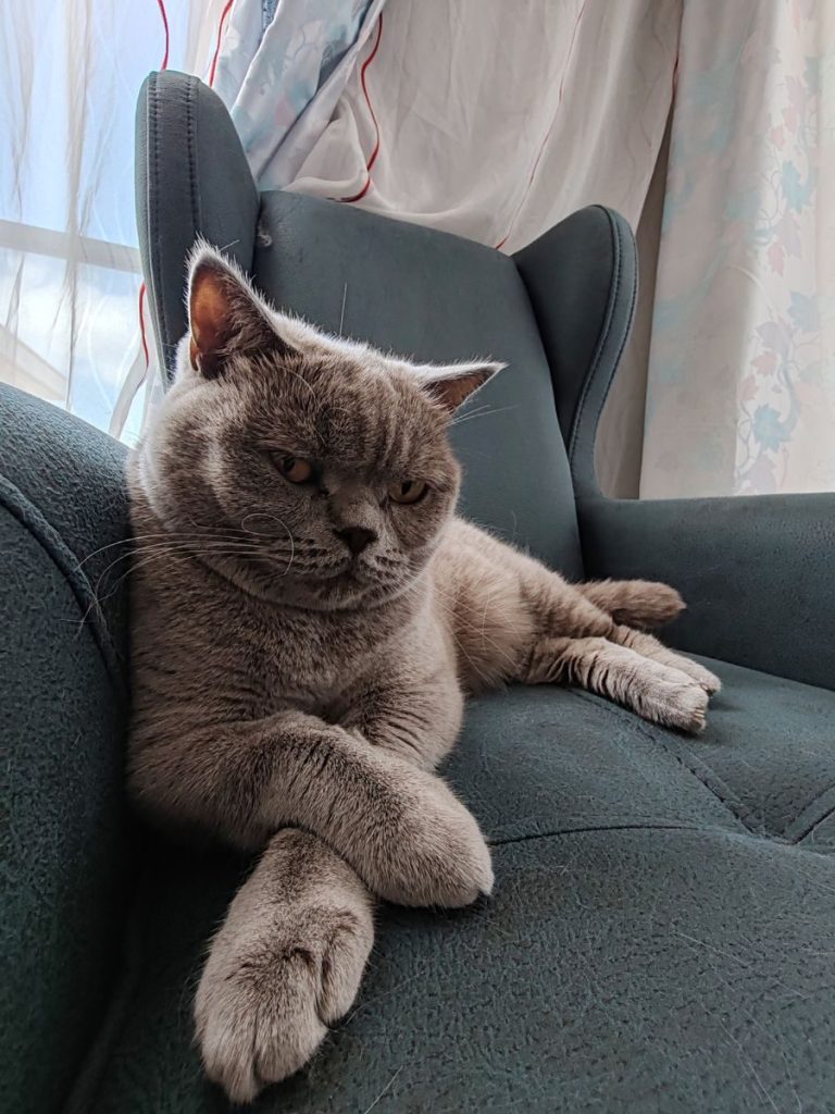 A peaceful British Shorthair cat rests on a cozy chair, exemplifying feline relaxation.