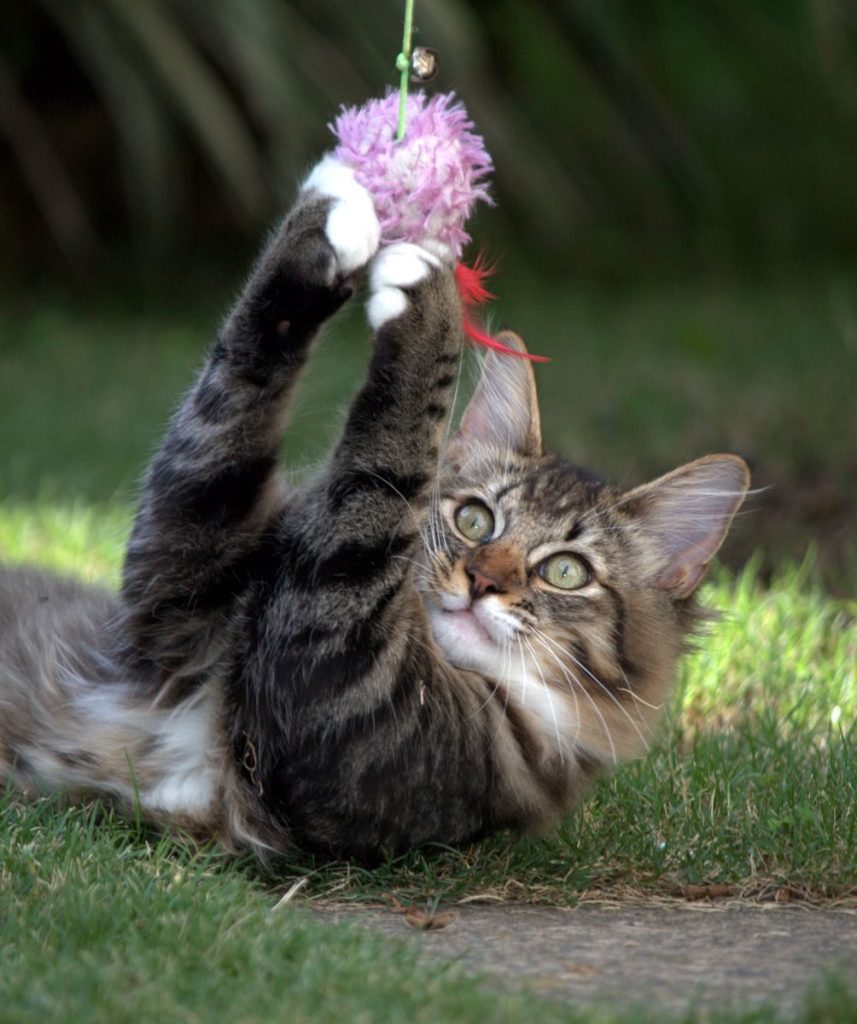 Cute Maine Coon kitten playing with a toy in an East London, South Africa garden.