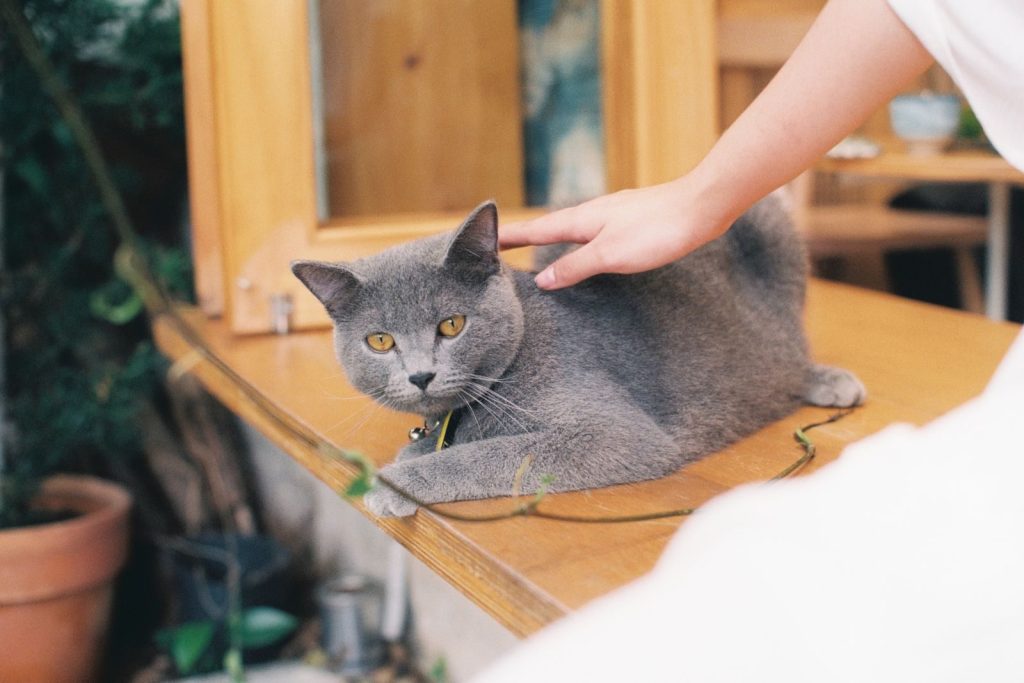 A cute gray cat being affectionately petted while lying on a wooden table indoors.