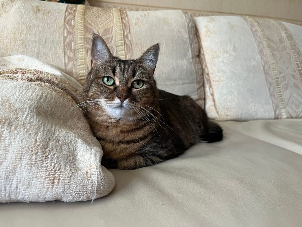 A cute tabby cat relaxing on a beige sofa with cushions in a cozy indoor setting.