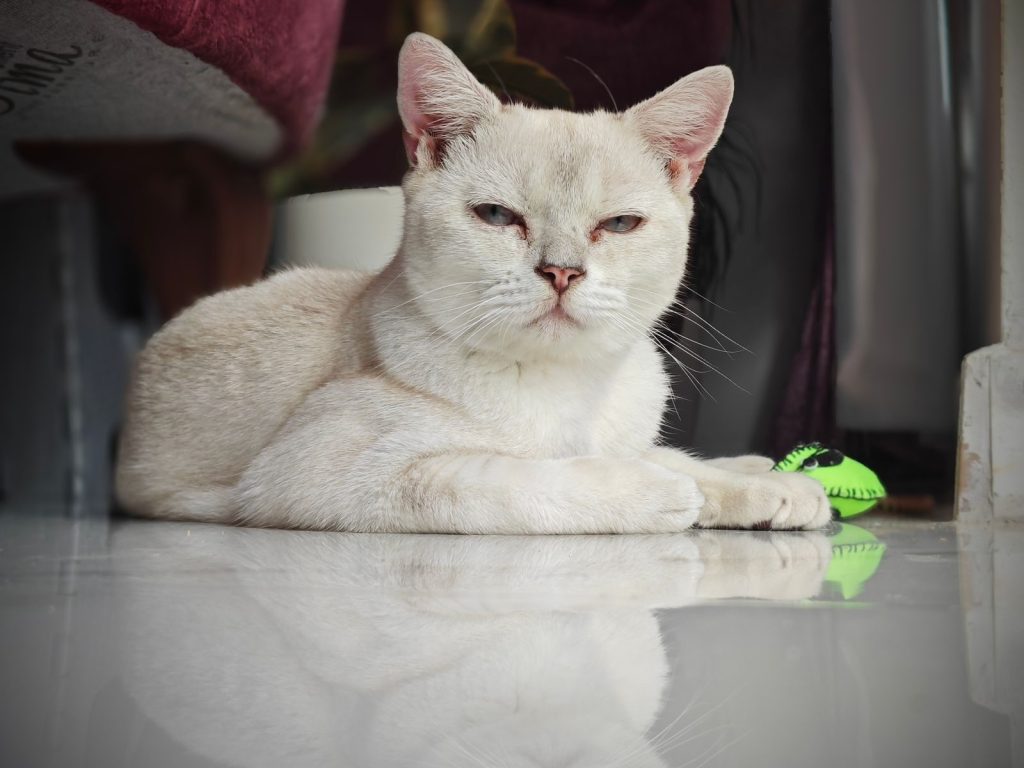 British Shorthair cat lounging indoors, showcasing its distinctive cream coat and calm demeanor.