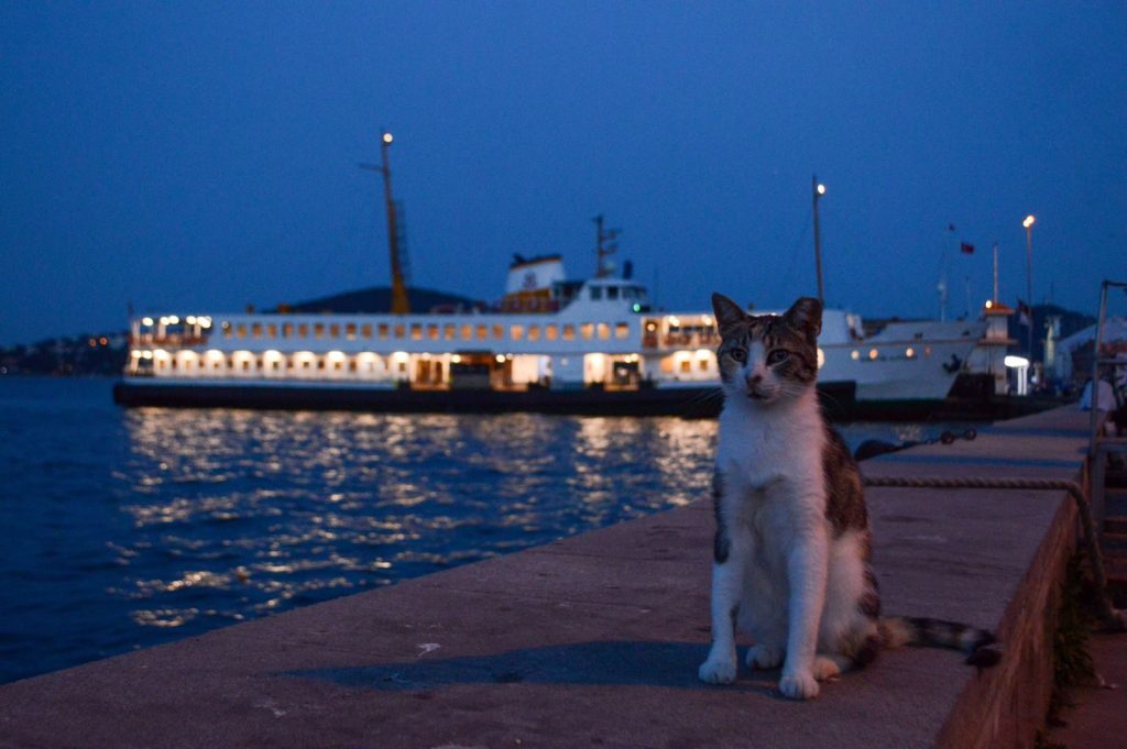 A cat sits on a pier at twilight with a ferry illuminated in the background.