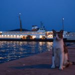 A cat sits on a pier at twilight with a ferry illuminated in the background.