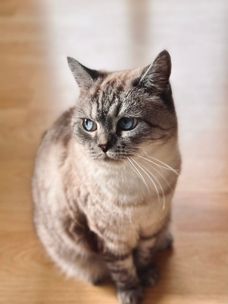 Charming tabby cat with blue eyes sitting elegantly on a wooden floor indoors.