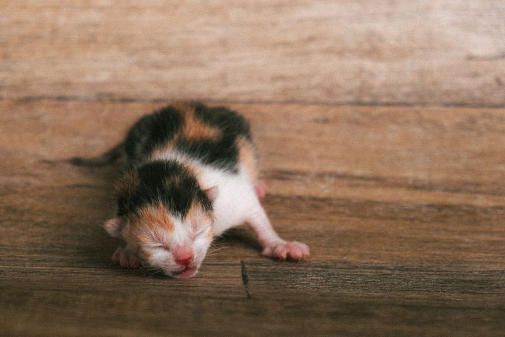 Adorable newborn calico kitten resting on a wooden surface, showcasing its first days of life.