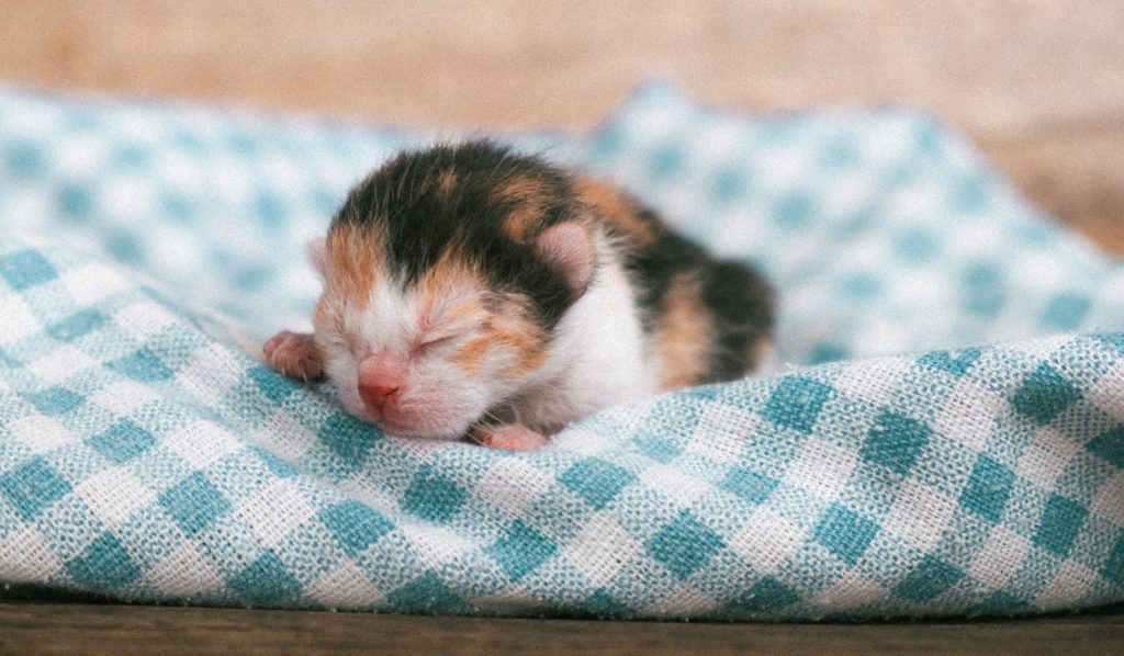 A cute newborn kitten peacefully asleep on a checkered blanket.