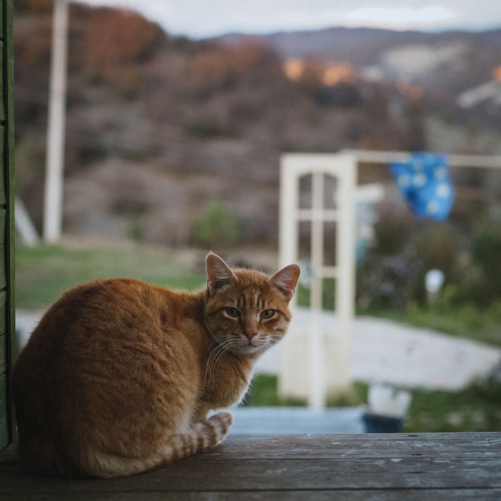 A ginger cat sitting on a wooden porch with a blurred natural background.