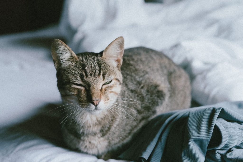 A serene domestic cat resting on a comfortable bed, enjoying a peaceful moment indoors.