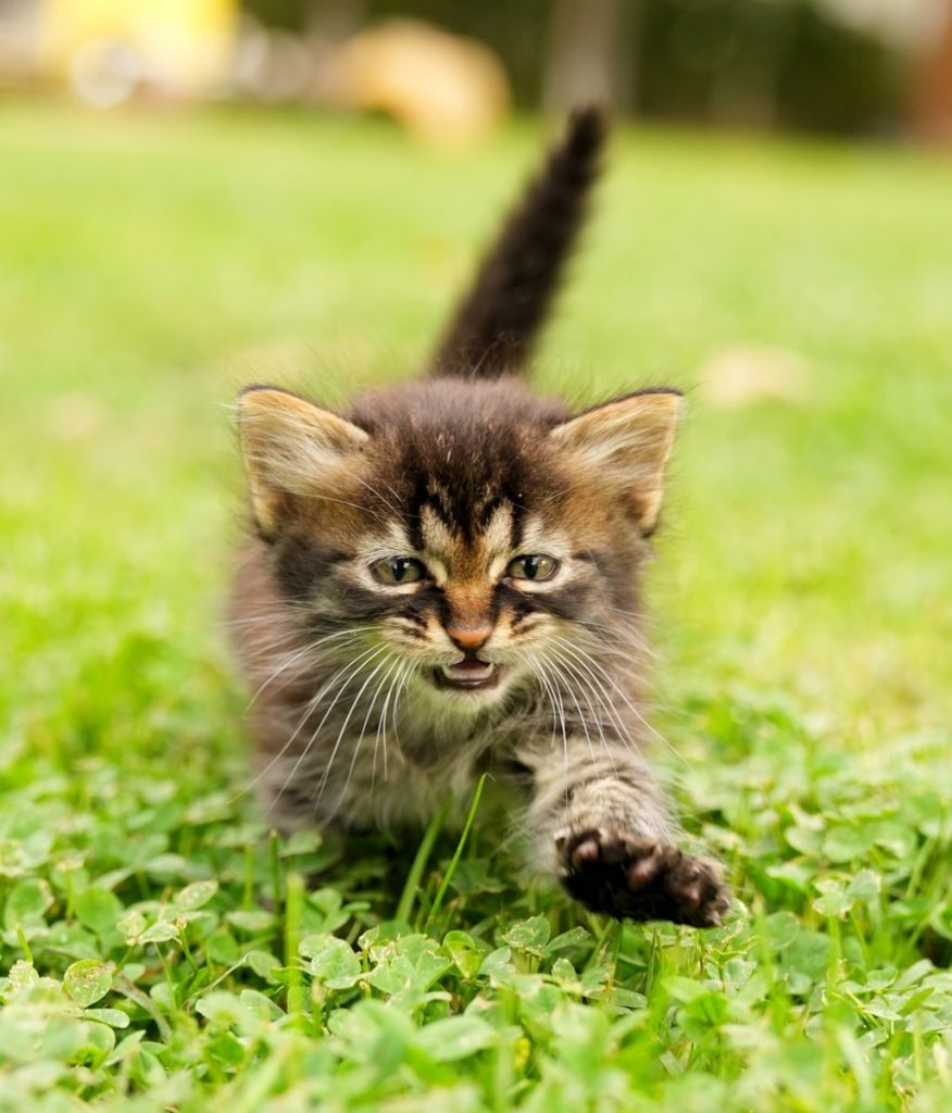 Cute kitten walking on vibrant grass, captured outdoors in Istanbul, Turkey.
