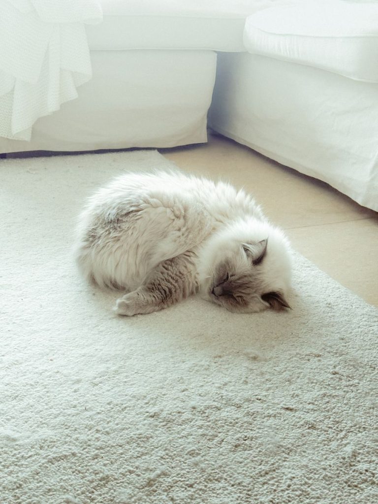 A fluffy ragdoll kitten peacefully sleeping on a cozy beige carpet next to a white sofa.
