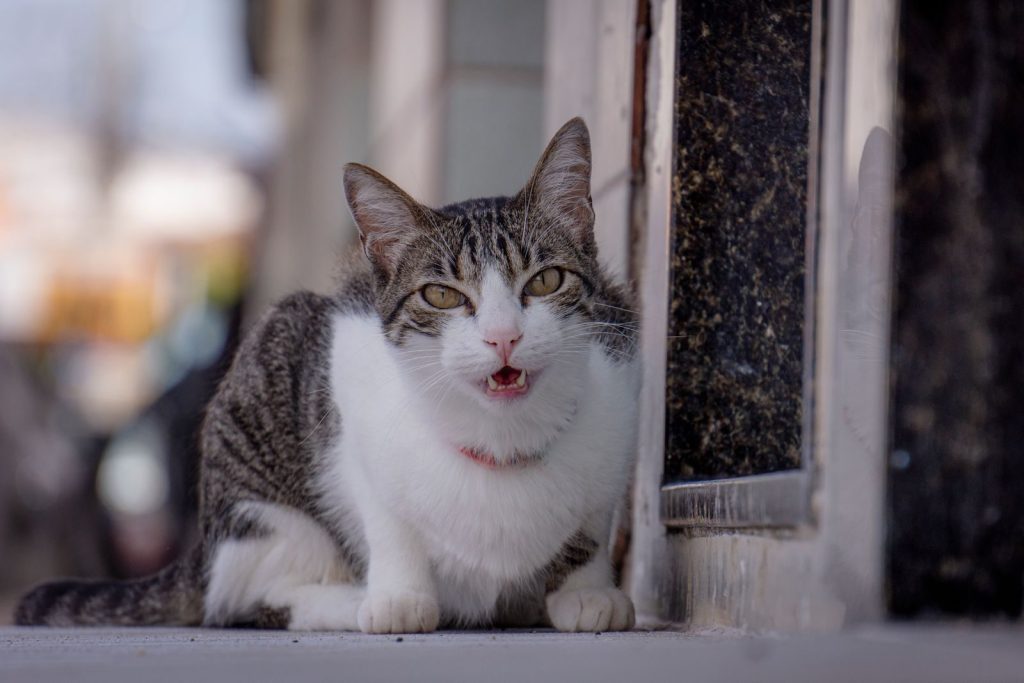 A calm tabby cat resting outdoors by an urban doorstep, showcasing feline comfort.
