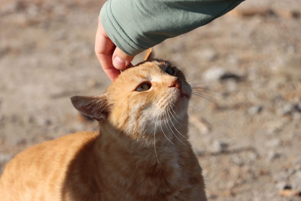 A person gently strokes a ginger cat outdoors on a sunny day, capturing a moment of connection and affection.