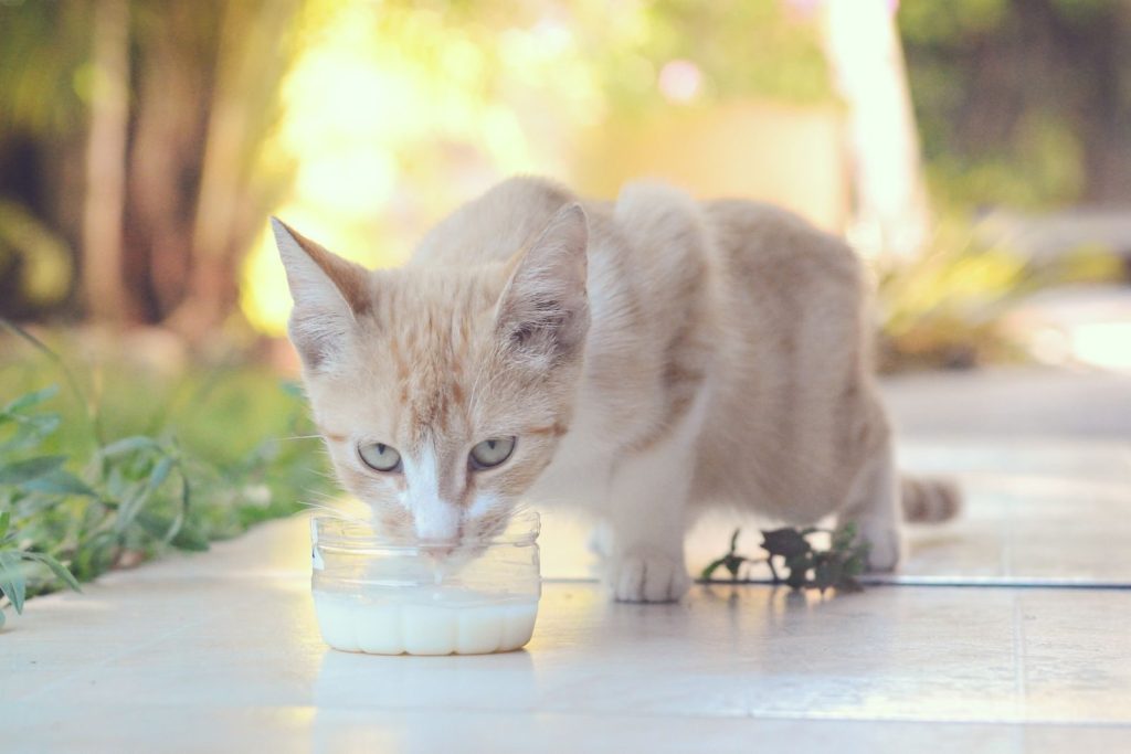 A cute cream-colored kitten enjoys a refreshing drink of milk outdoors on a sunny day.