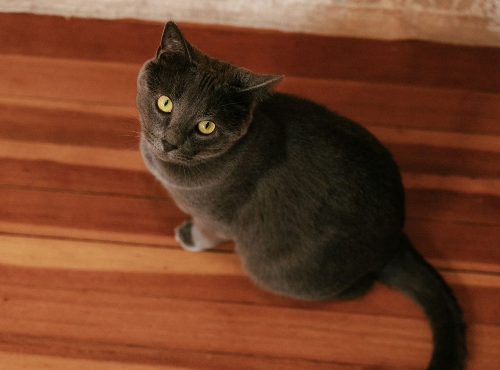 Beautiful Russian Blue cat with yellow eyes sitting on a wooden floor
