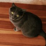 Beautiful Russian Blue cat with yellow eyes sitting on a wooden floor