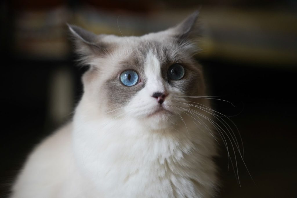 Charming close-up portrait of a blue-eyed Ragdoll cat indoors.