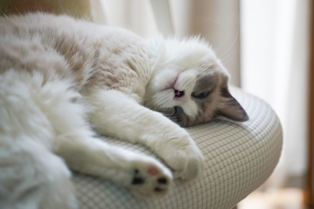 A serene Ragdoll cat lying comfortably on a cushioned chair indoors, enjoying a peaceful moment.