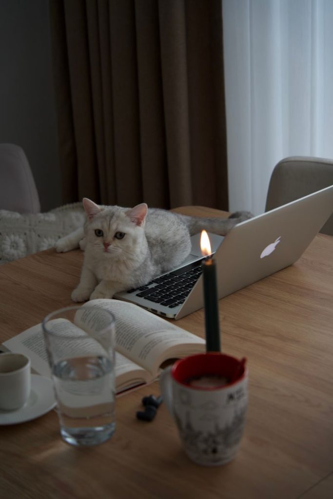 A cat rests on a laptop beside a lit candle and open book, creating a warm and cozy home setting.