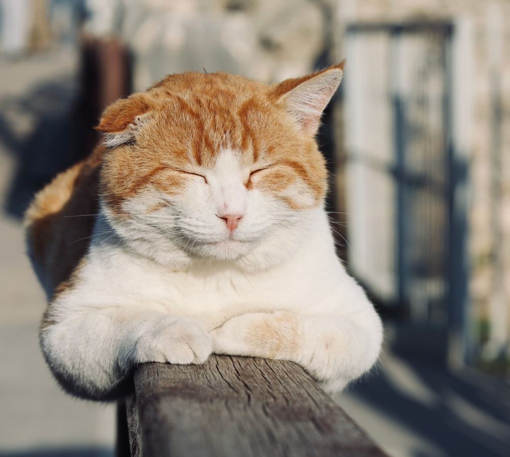 A serene orange and white cat enjoys the sunshine outdoors, resting on a wooden railing.