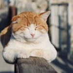 A serene orange and white cat enjoys the sunshine outdoors, resting on a wooden railing.