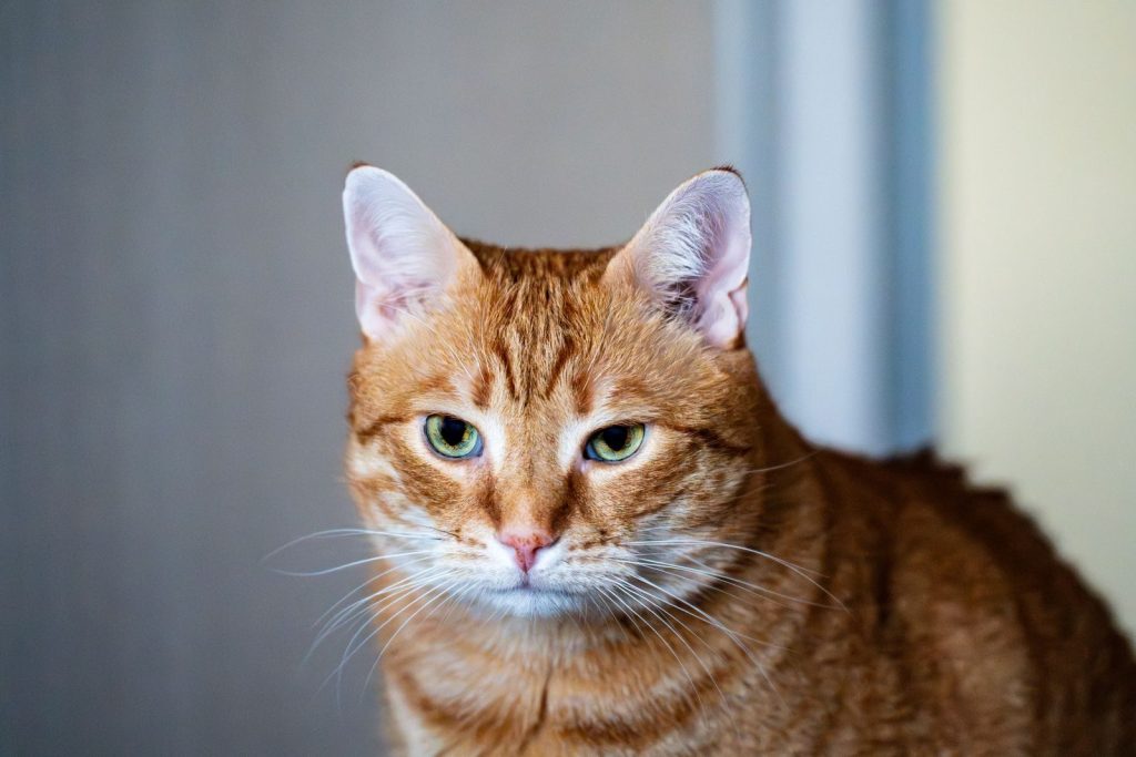 Detailed close-up of an orange tabby cat with a neutral background.