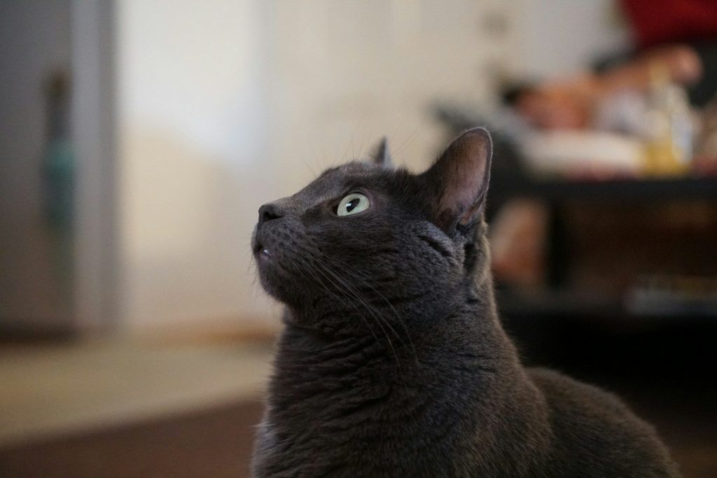 A close up of a black cat looking up
