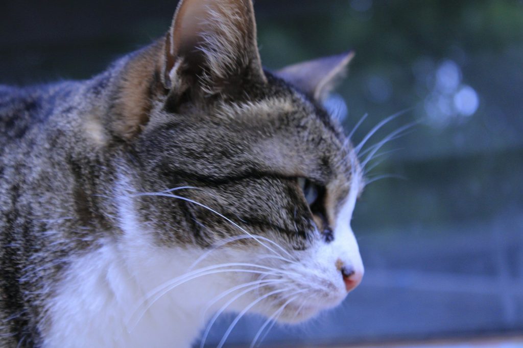 a cat with its eyes closed