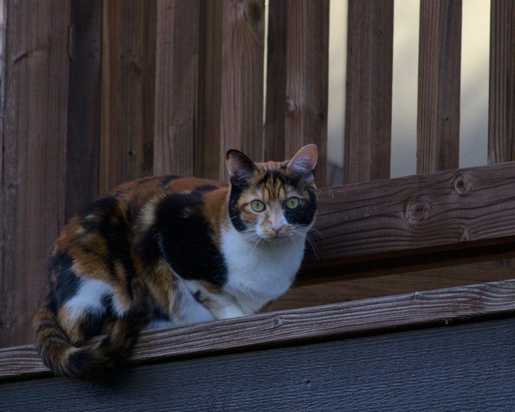 a calico cat sitting on a wooden ledge