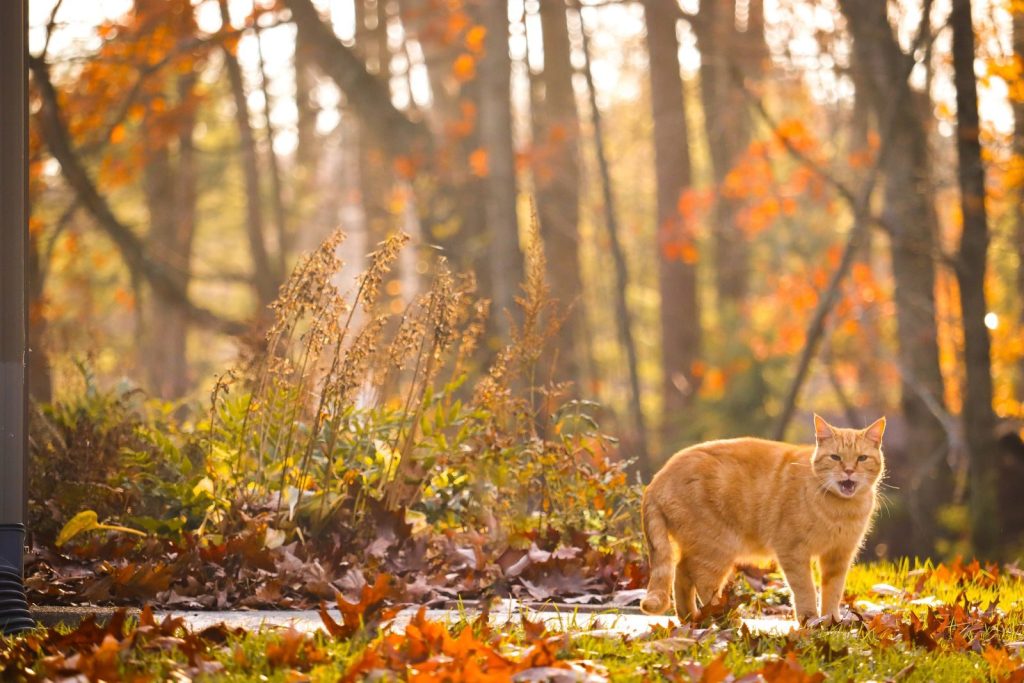 A ginger cat walking on a sunlit sidewalk surrounded by autumn foliage in a serene forest.