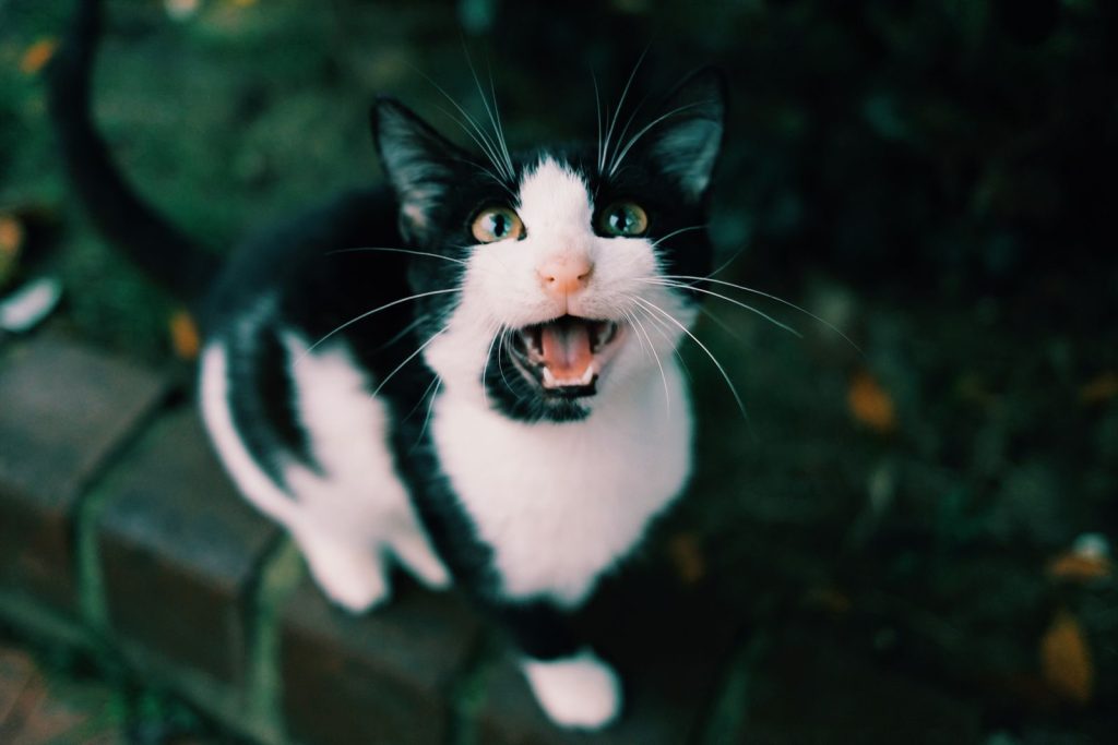 Close-up of a playful black and white cat with its mouth open outdoors.
