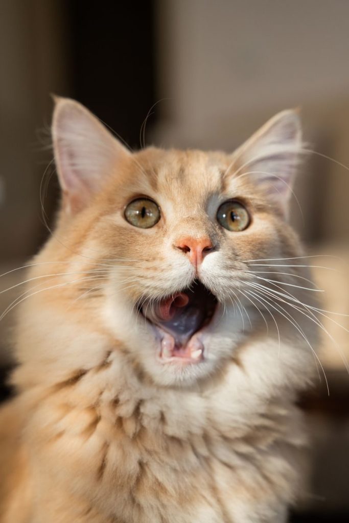 Close-up of a fluffy orange cat with a surprised expression in natural lighting
