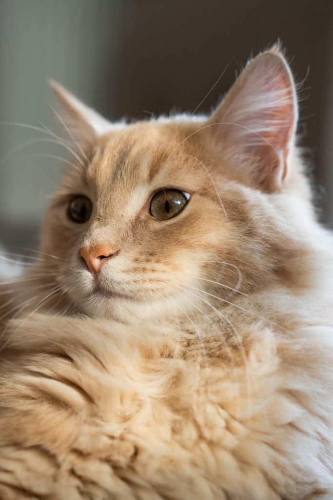 A detailed close-up of a fluffy Maine Coon cat looking focused.