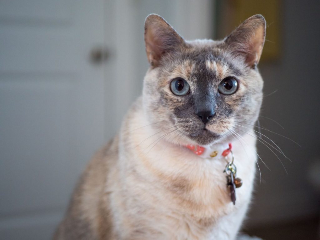 Charming cat portrait showcasing a fluffy feline with a collar in a cozy indoor setting.