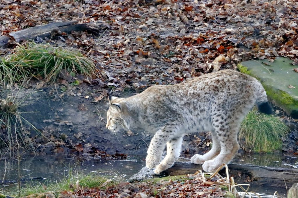 Lynx cautiously exploring the forest by a stream, surrounded by autumn leaves.