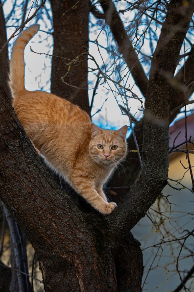 An orange tabby cat skillfully climbing a tree, showcasing its agility and curiosity.