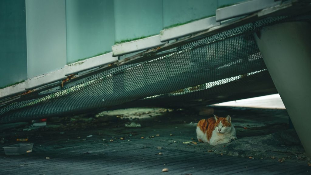 A ginger and white cat lounges beneath a modern structure in Shenzhen, China, conveying urban solitude.