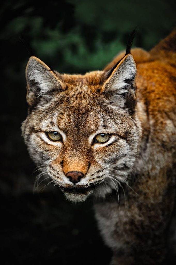 A striking close-up of an Eurasian lynx peering intently, showcasing its natural beauty.
