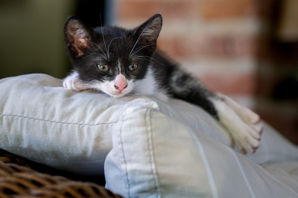 Adorable black and white kitten relaxing on soft cushions, indoors.