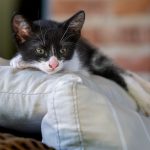 Adorable black and white kitten relaxing on soft cushions, indoors.
