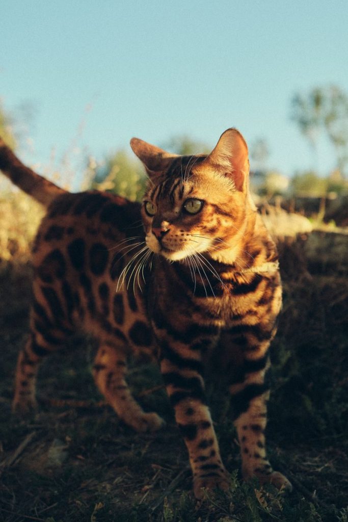 A Bengal cat with spotted fur basks in outdoor sunlight, showcasing its unique markings.