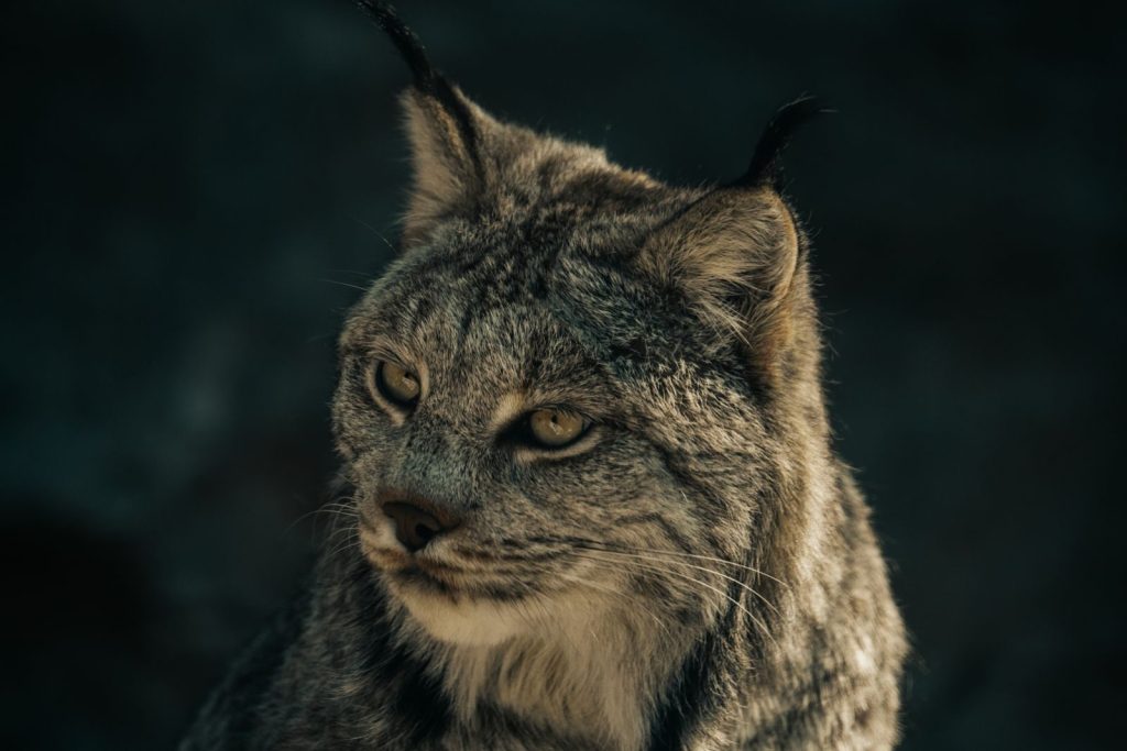 A stunning close-up of a lynx, showcasing its captivating eyes and thick fur under natural light.