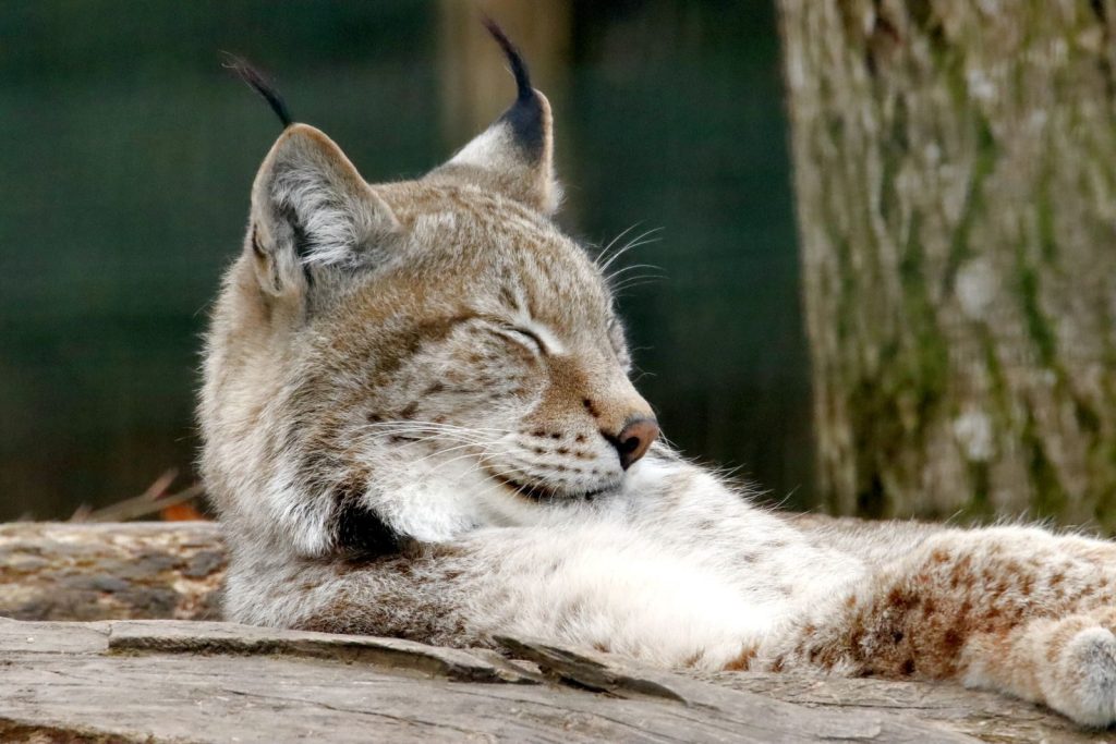 A serene lynx enjoying a peaceful moment in its natural surroundings.