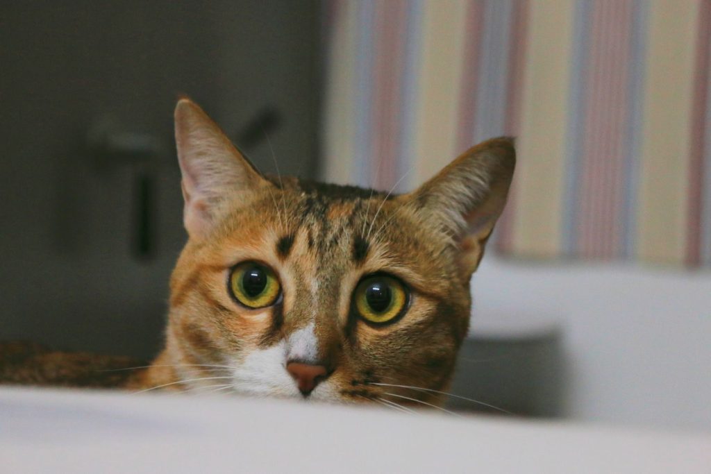Adorable domestic cat with green eyes peeking above a surface indoors. Captivating pet portrait.
