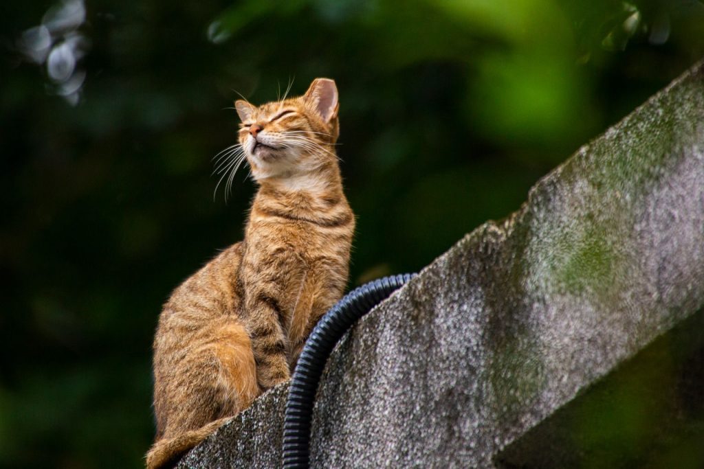 A tabby cat peacefully basking in sunlight on a stone ledge against a lush green background.