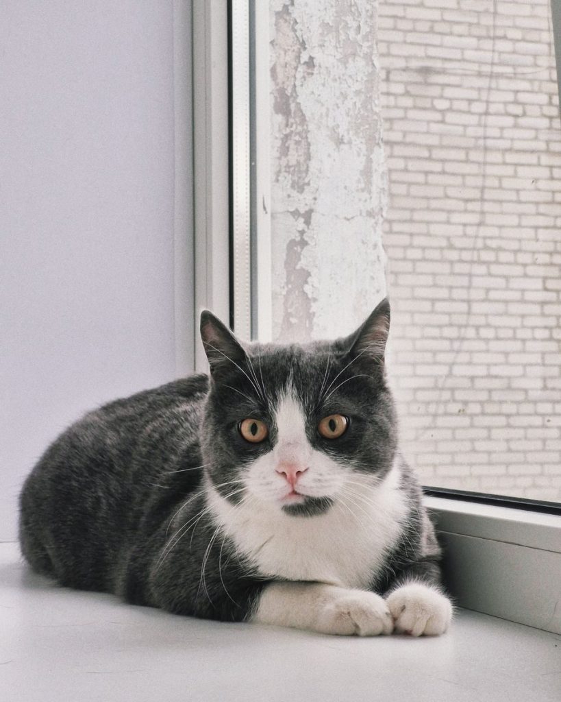 A calm gray and white cat sitting by a window, gazing outside on a quiet day.