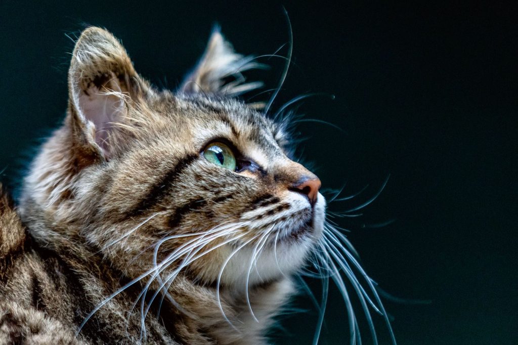 Detailed profile of a tabby cat with striking green eyes against a dark background.