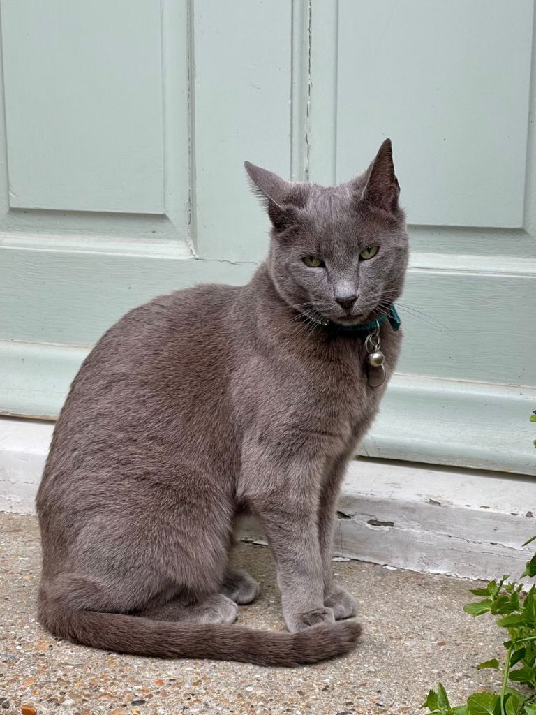 Beautiful gray cat sitting outdoors by a light green door.