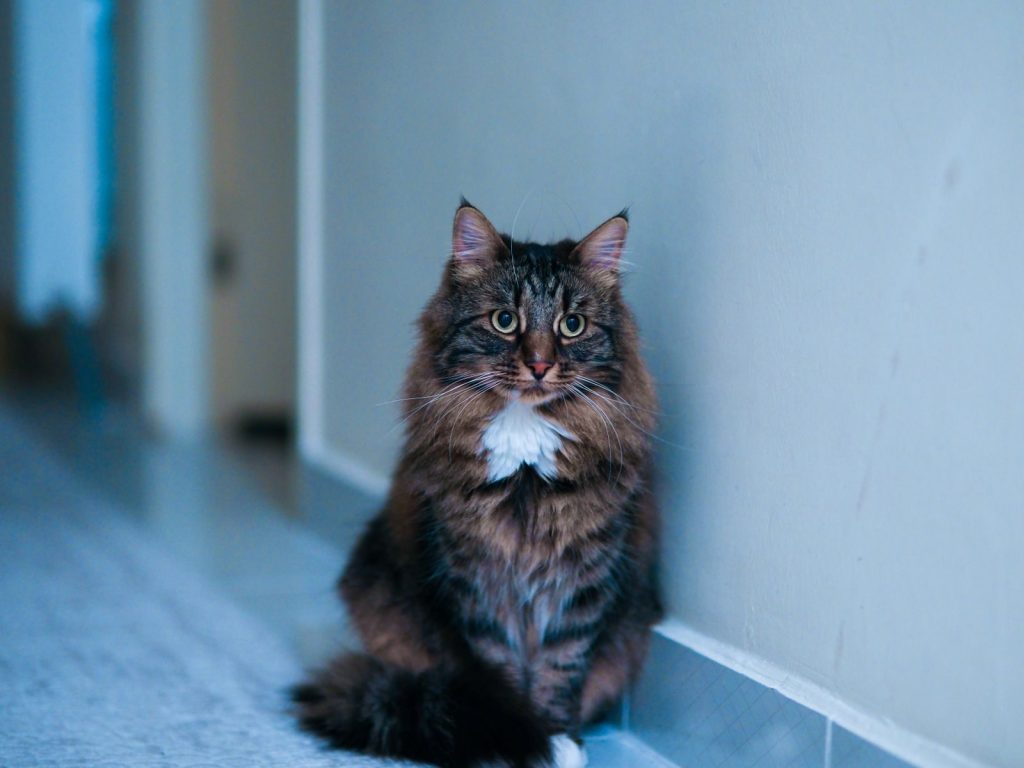 A peaceful long-haired cat sits indoors with a soft, calm expression against a blue wall.
