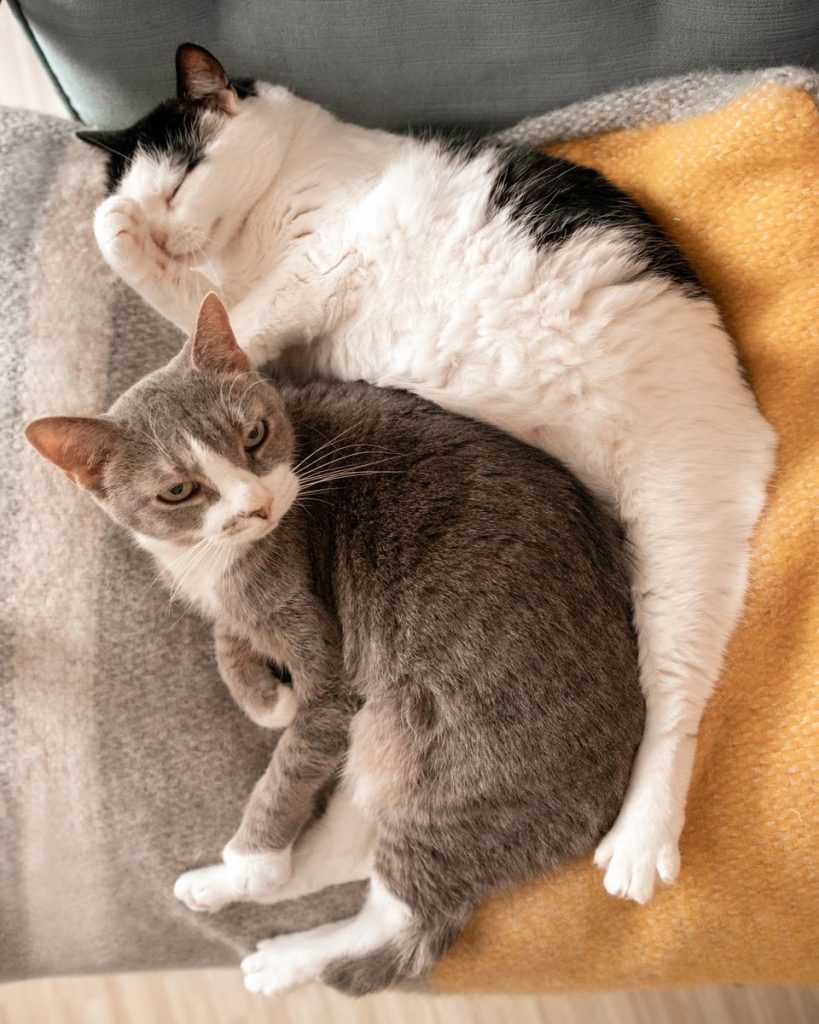 Two cute cats cuddling on a soft blanket indoors, creating a heartwarming scene.