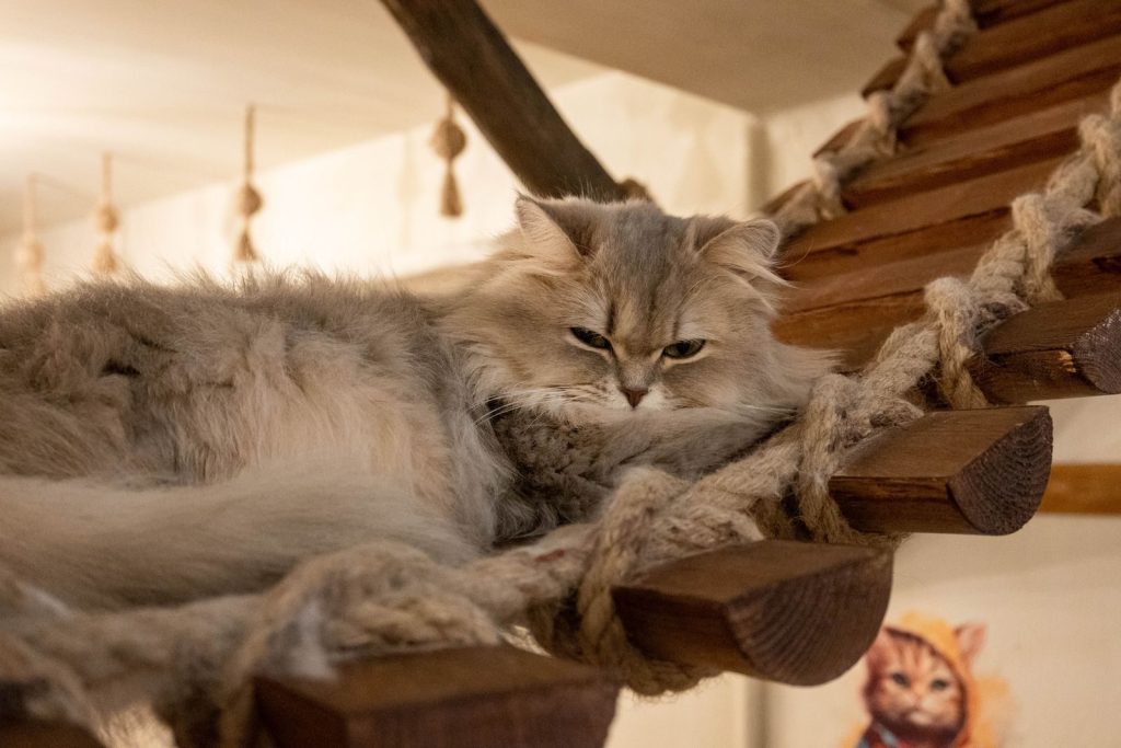 A fluffy Persian cat lounging comfortably on a wooden staircase indoors.